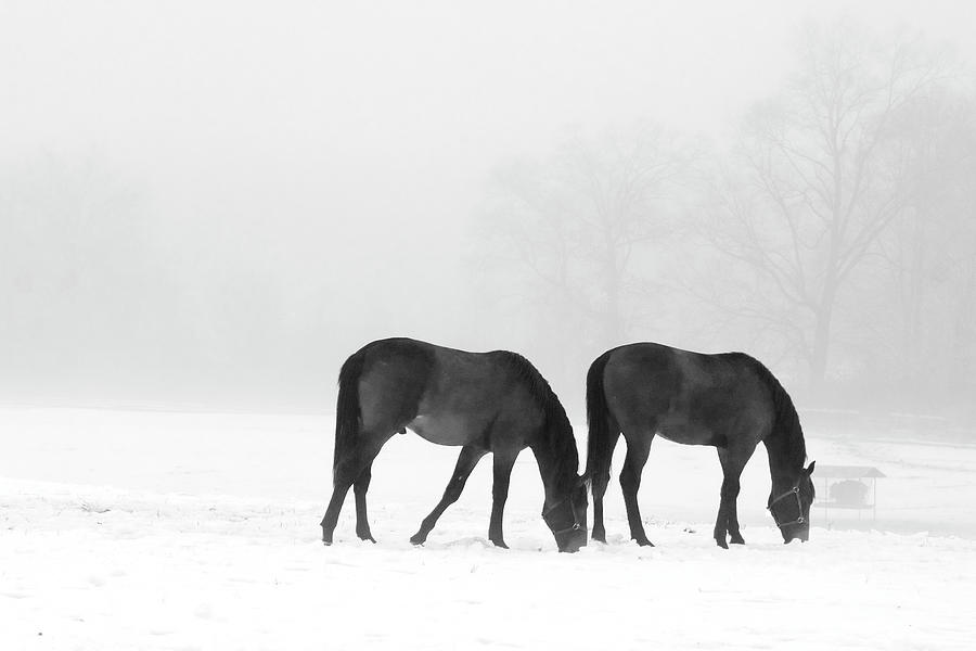 Horses Mixed Media - Feeding Pair by Erin Clark