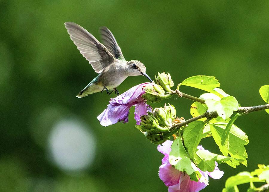 Feeding Ruby Throated Hummingbird Photograph By Heatherscullyphoto Com 8546