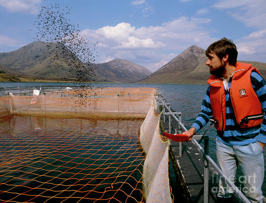 Feeding Salmon At A Scottish Salmon Farm. by Simon Fraser/science Photo ...