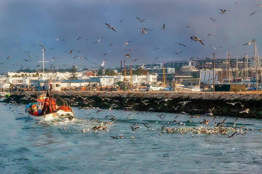 Feeding Seagulls Photograph by Micah Offman
