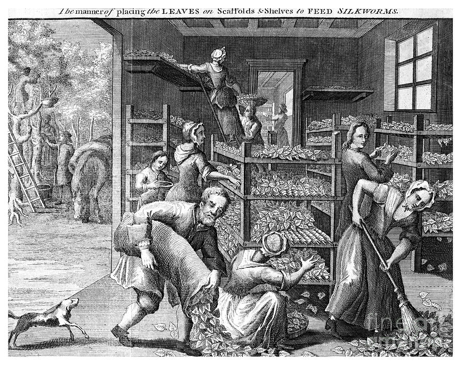 Feeding Silkworms, 18th Century Drawing by Print Collector