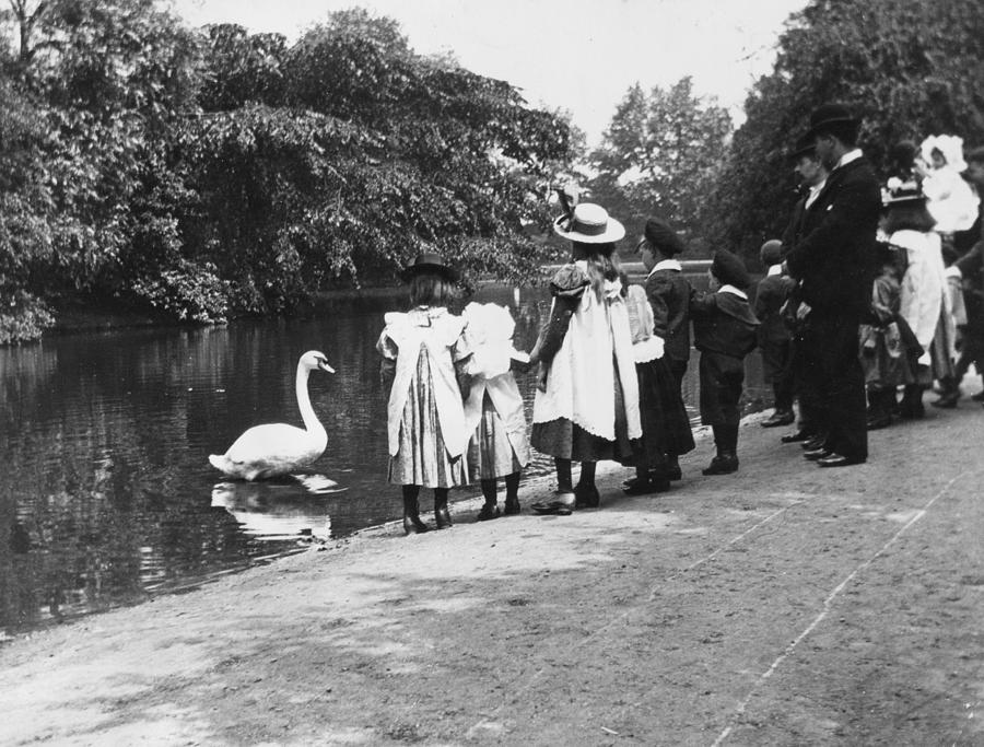 Feeding Swans Photograph by Paul Martin