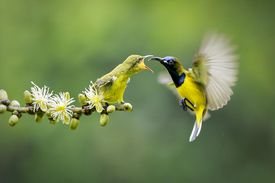 Bird Photograph - Feeding The Bait by Gatot Herliyanto