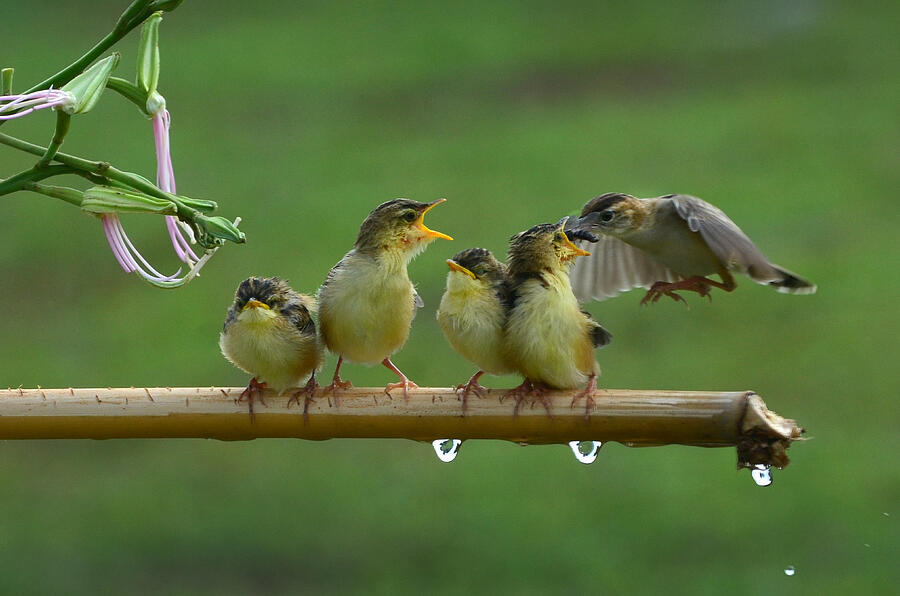 Feeding The Bird Children Photograph by Rawisyah Aditya - Fine Art America