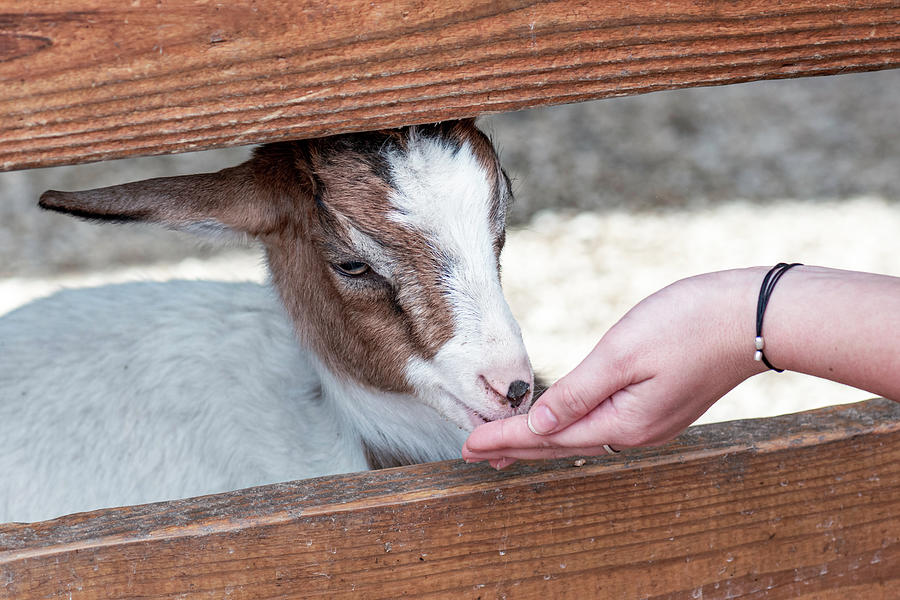 Goat Photograph - Feeding The Kid by Sandi Kroll