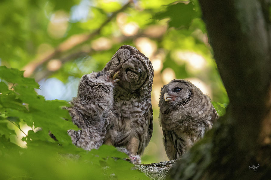 Owl Photograph - Feeding the Owlets by Everet Regal