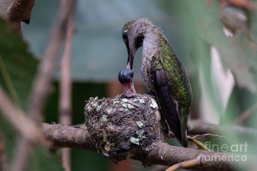Hummingbird Photograph -  Feeding Time 2044 by Craig Corwin
