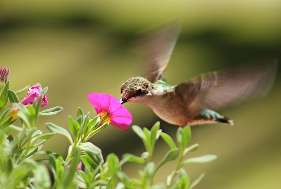 Flower Photograph - Feeding Time by Candice Trimble