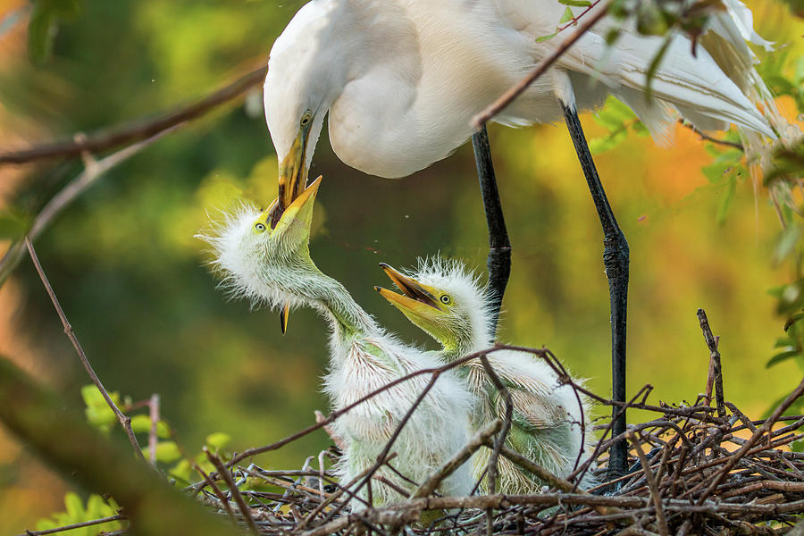 Feeding Time by D Cunningham Feeding Time by D Cunningham