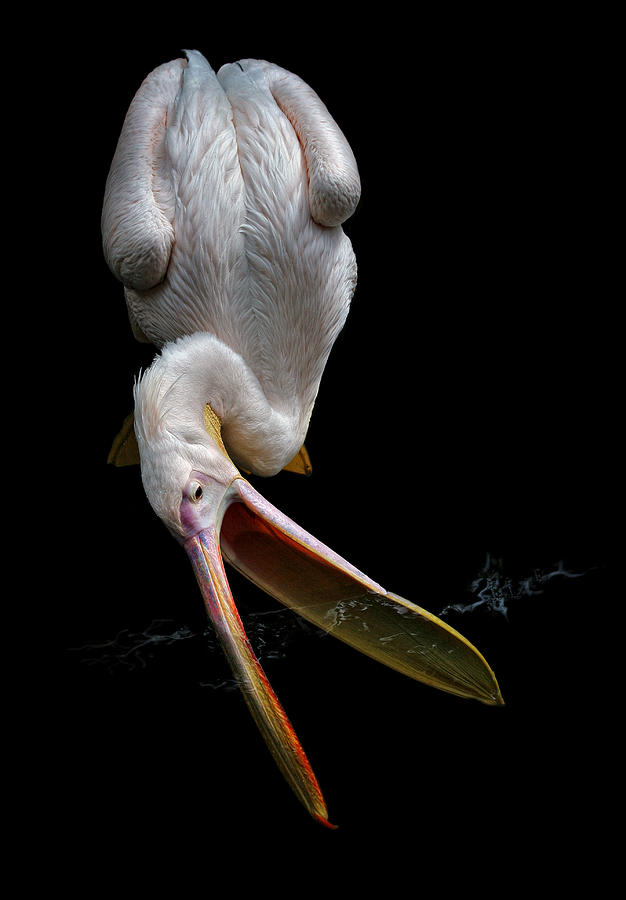 Pelican Photograph - Feeding Time by Jimmy Hoffman