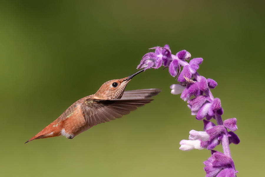 Hummingbird Photograph - Feeding by Wei Lian