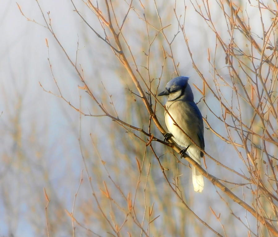 Blue Jay Photograph - Feeling blue by Karen Cook