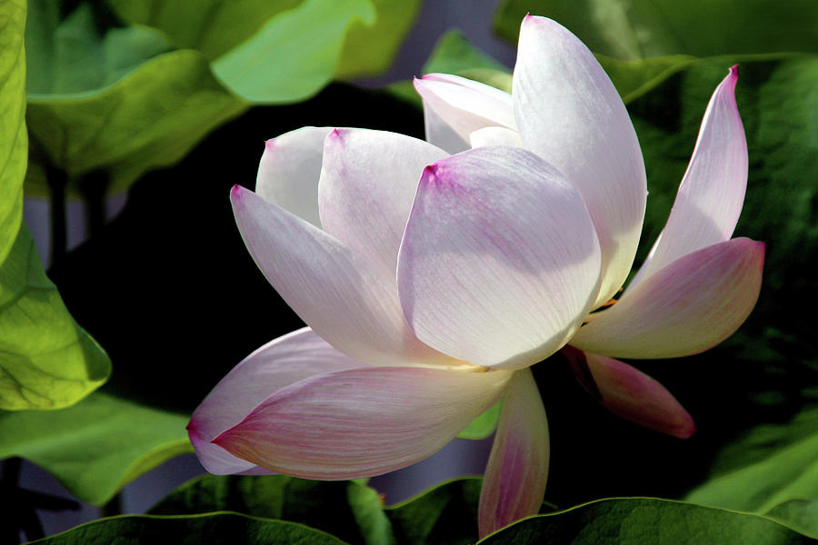 Floral Photograph - Feeling Divine by Debra Orlean Floral Photograph - Feeling Divine by Debra Orlean