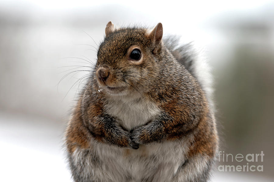 Feeling Fluffy, Squirrel Photo Photograph by Sandra Js