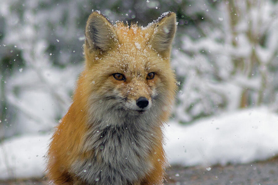 Feeling Foxy Photograph by Ben Zell | Fine Art America