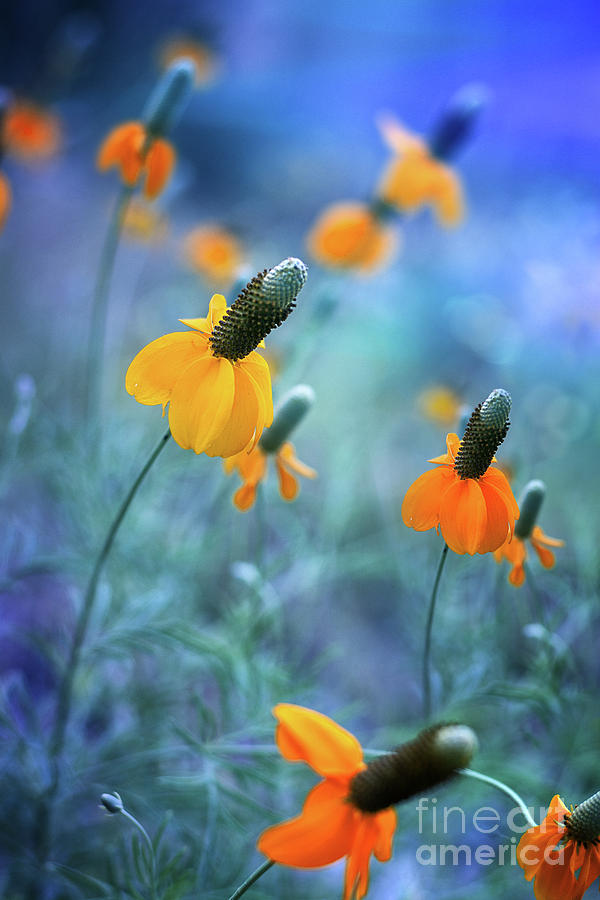 Feeling Free by Susan Warren Feeling Free by Susan Warren