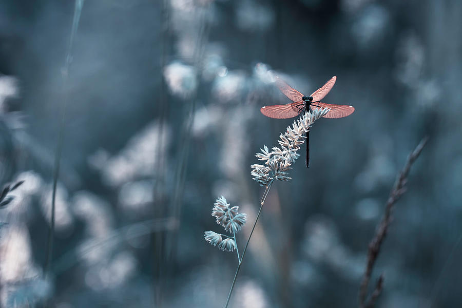 Insects Photograph - Feeling The Energy Flowing by Fabien Bravin