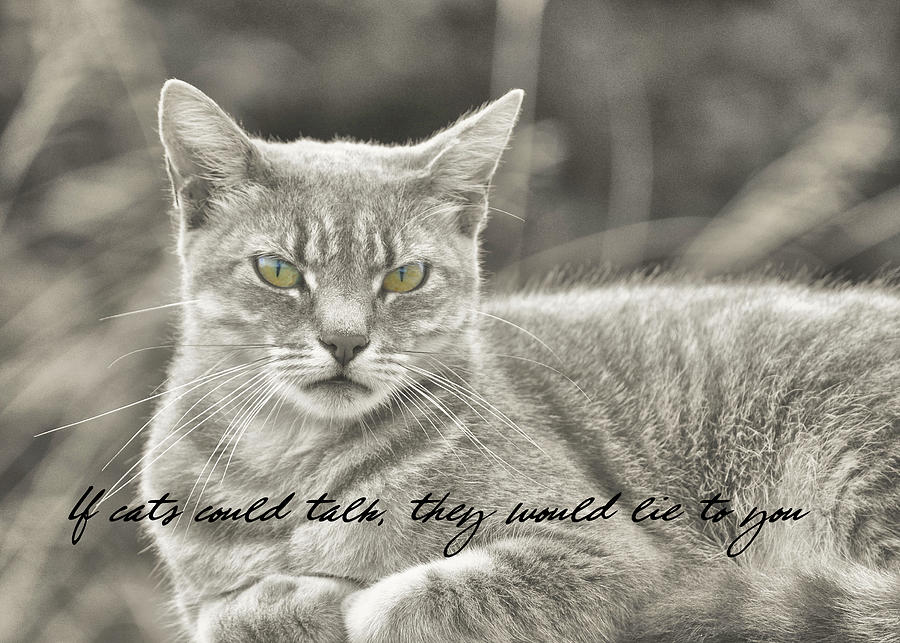 FELINE MOMENT quote Photograph by JAMART Photography