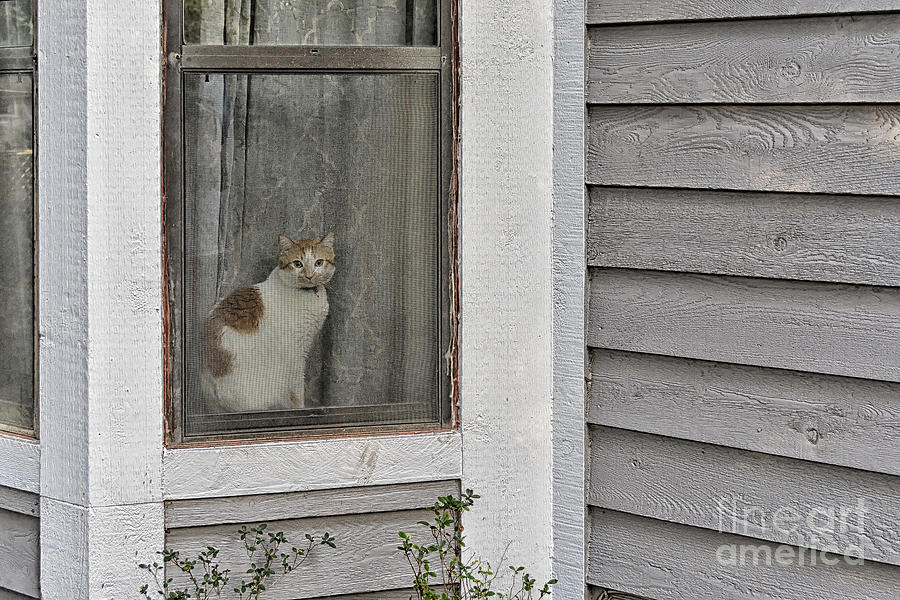 Feline Neighborhood Watch Photograph by Rebecca Carr