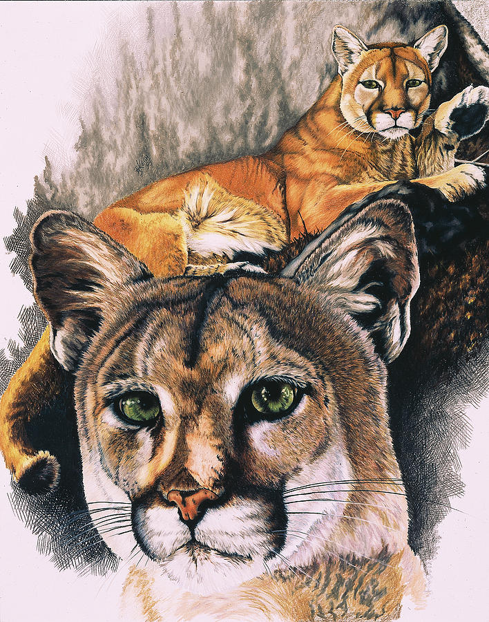 Mountain Lion Painting - Felis Concolor Cory by Barbara Keith