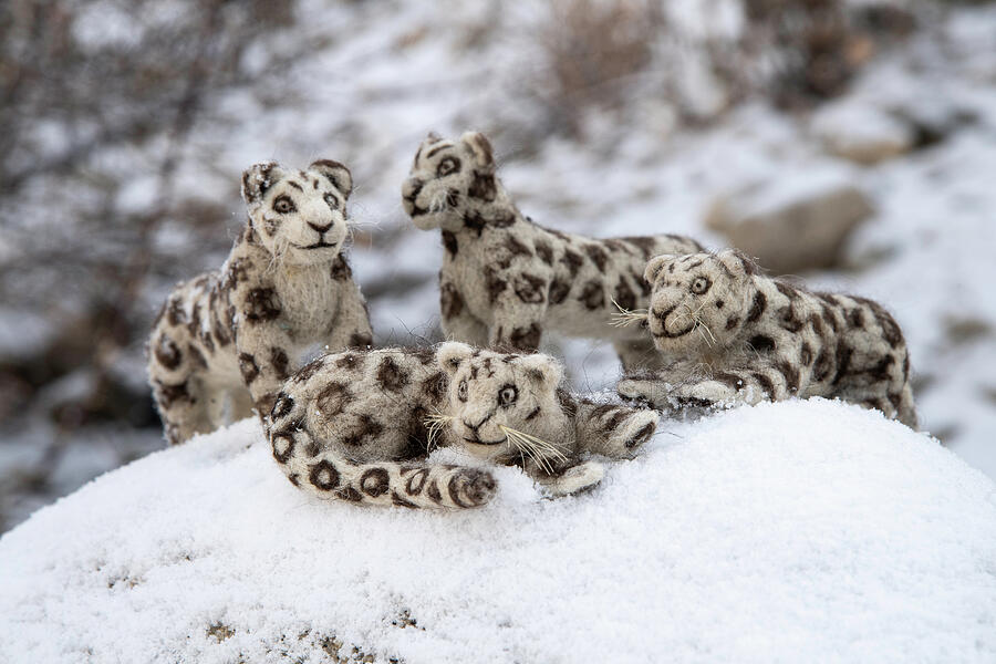 Wildlife Photograph - Felt Snow Leopard Toys Made By Villagers. Part Of A Broader by Nick Garbutt / Naturepl.com