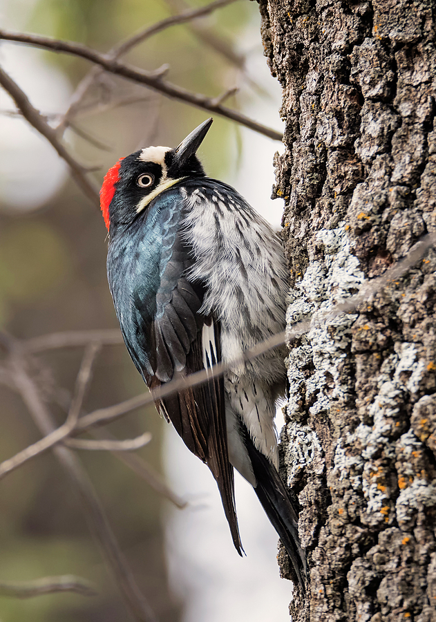 Female Acorn Woodpecker Photograph by Loree Johnson