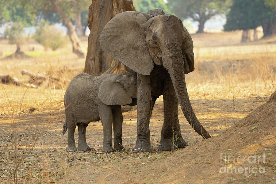 Female African Elephant nurses young j2 Photograph by Eyal Bartov