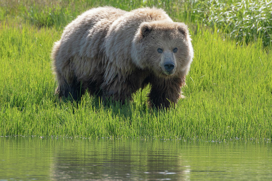 Female Alaska Brown Bear looks across a river Photograph by Mark Hunter