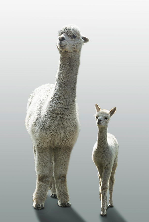 Female Alpaca With Her One Month Old Cub Photograph by Buena Vista Images