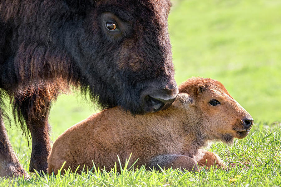 Female American Bison With Calf Photograph by Ivan Kuzmin