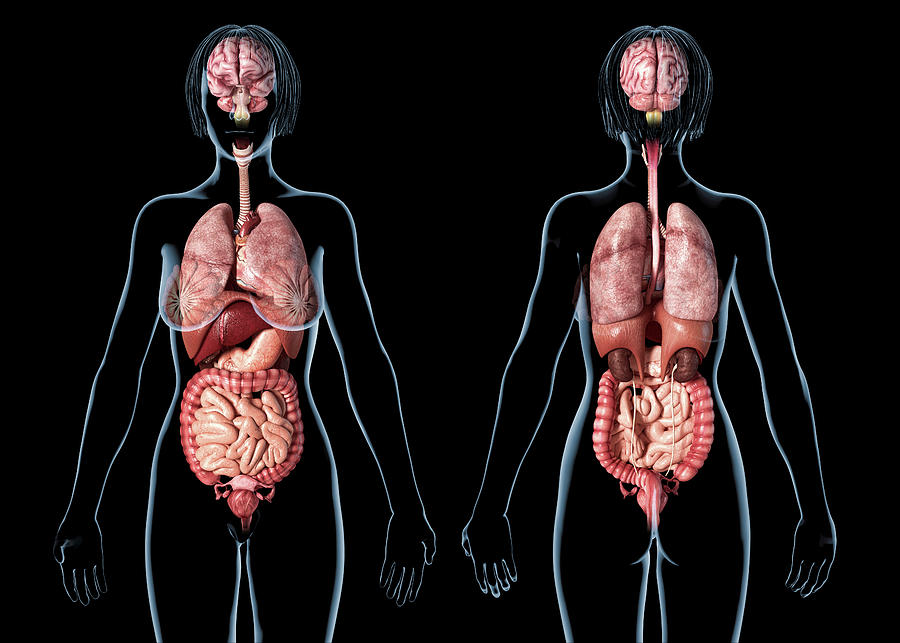 Female Anatomy Of Internal Organs, Rear Photograph by Leonello Calvetti