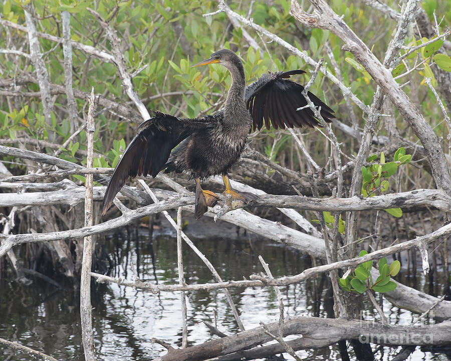 Female Anhinga In Florida Photograph