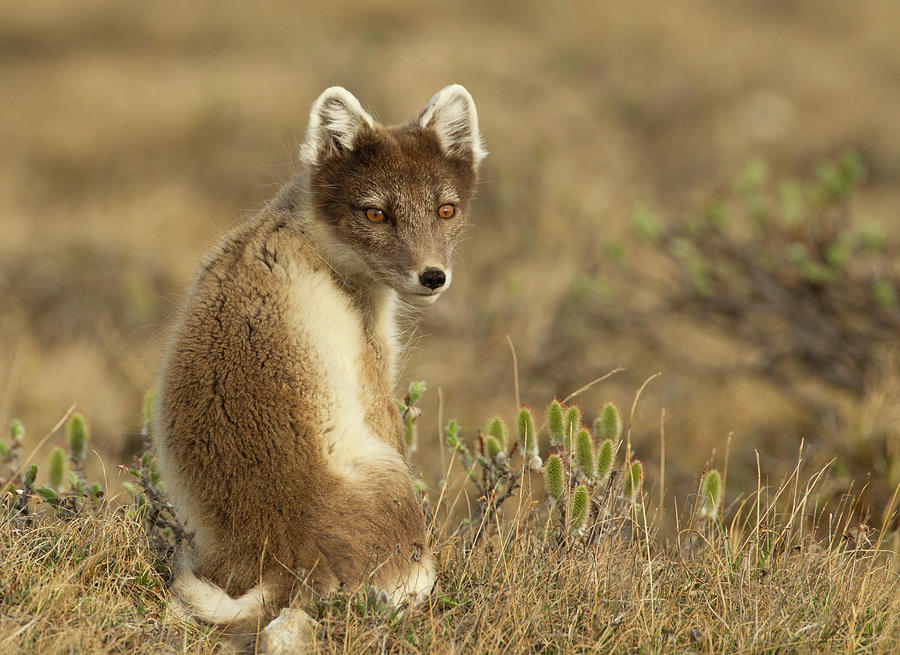 Female Arctic Fox Photograph by Image By David G Hemmings