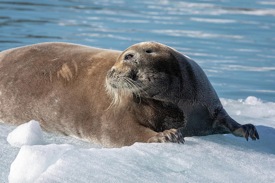 Female Bearded Seal Mom  Photograph by Steven Upton
