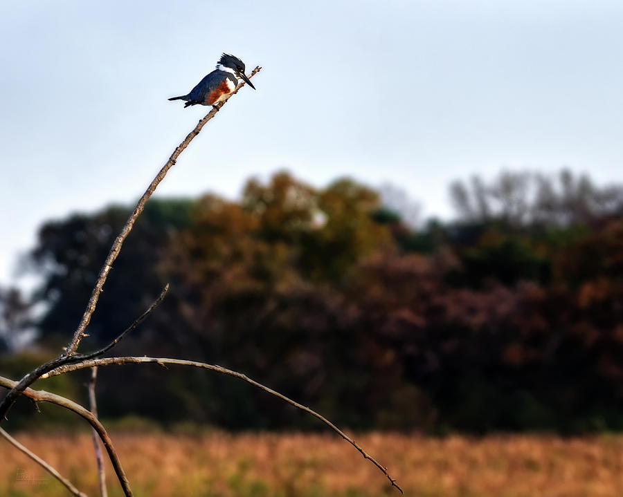 Female Belted Kingfisher at Wisconsin pond Photograph by Peter Herman