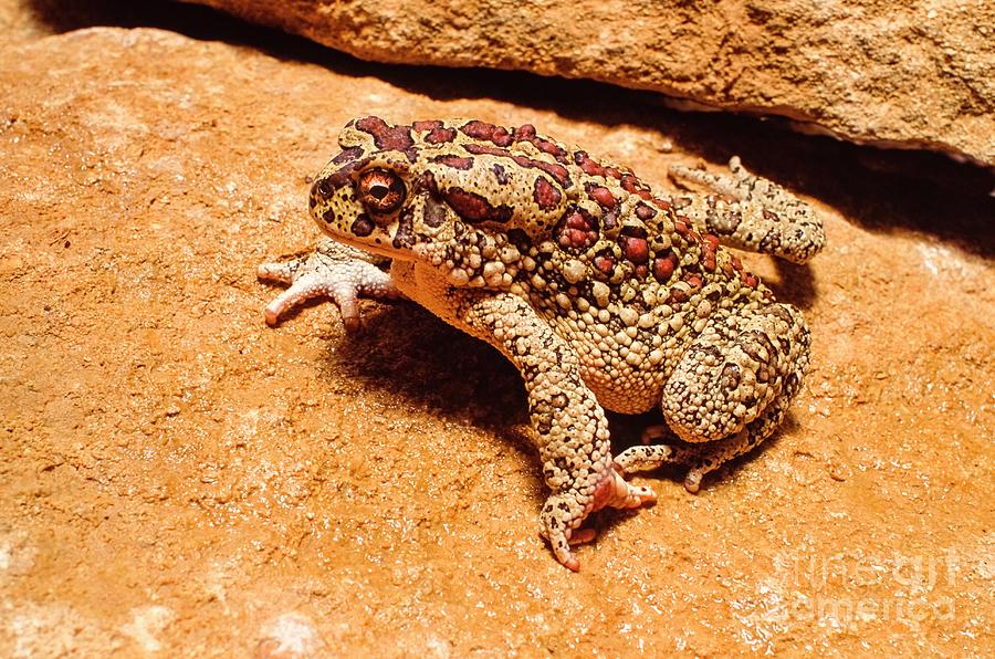 Female Berber Toad Photograph by Martyn F. Chillmaid/science Photo Library