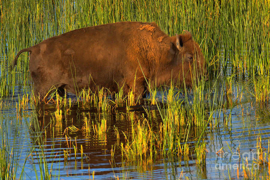 Female Bison In The Slough Creek Wetlands Photograph by Adam Jewell
