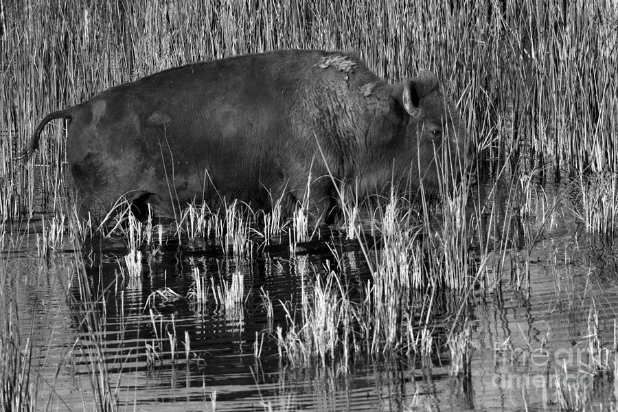 Female Bison In The Slough Creek Wetlands Black And White Photograph by Adam Jewell