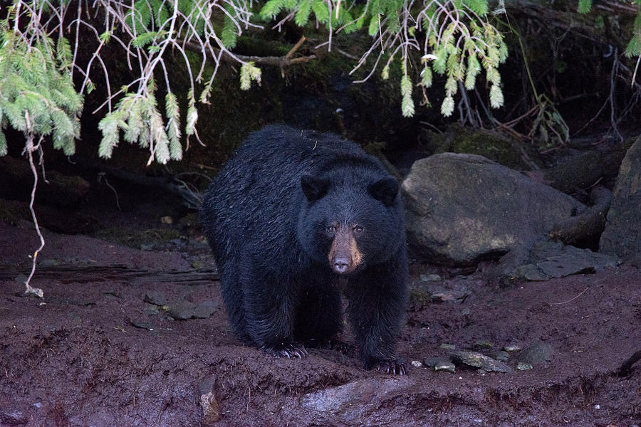 Female Black Bear On Shoreline Photograph