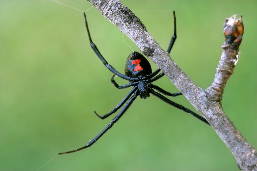 Female Black Widow Spider On A Branch Photograph by Mark Kostich