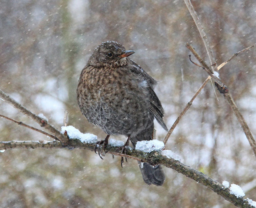 Winter Photograph - Female Blackbird by Alexander Kiyashko