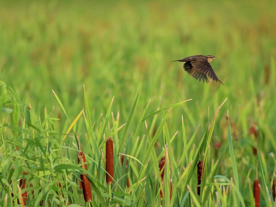 Female Blackbird In Flight Photograph By Bryan Quintard - Pixels