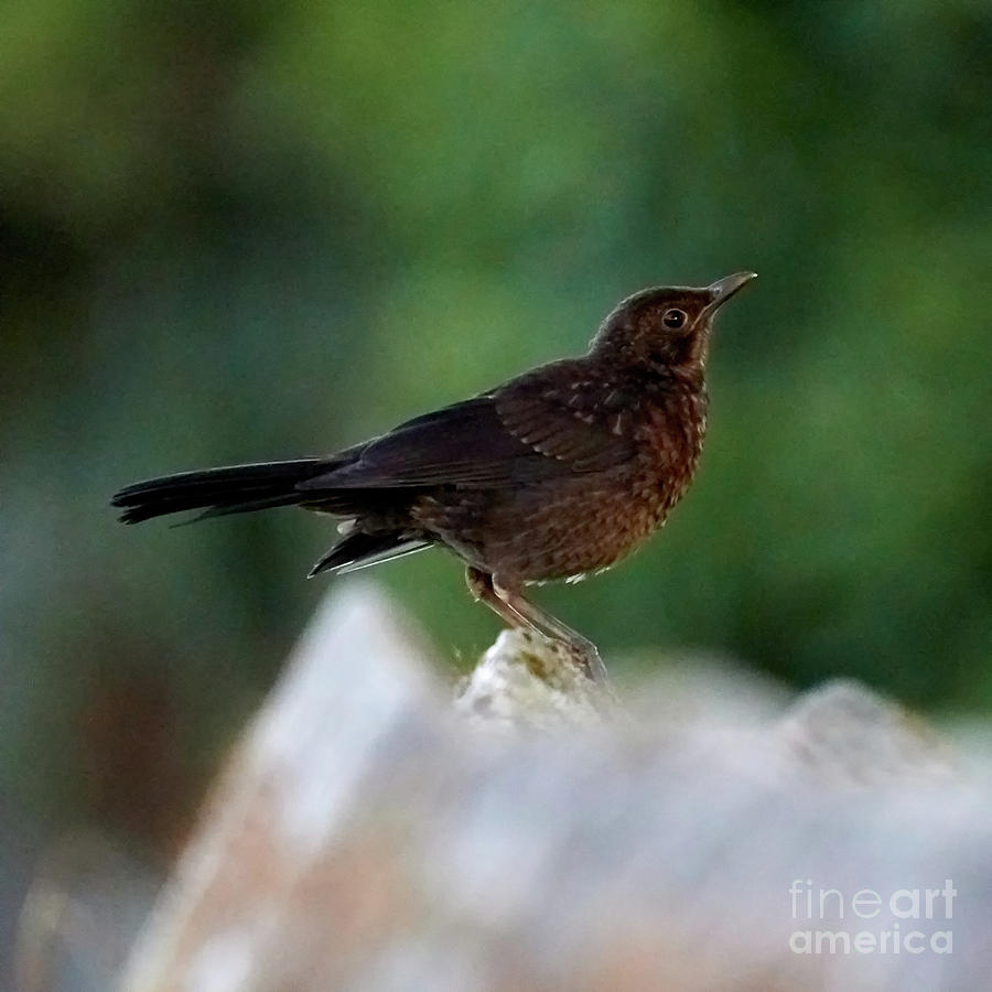 Female Blackbird Perched on Roof Photograph by Pablo Avanzini