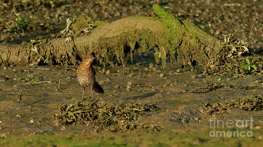 Female Blackbird Walking on Mud Photograph by Pablo Avanzini