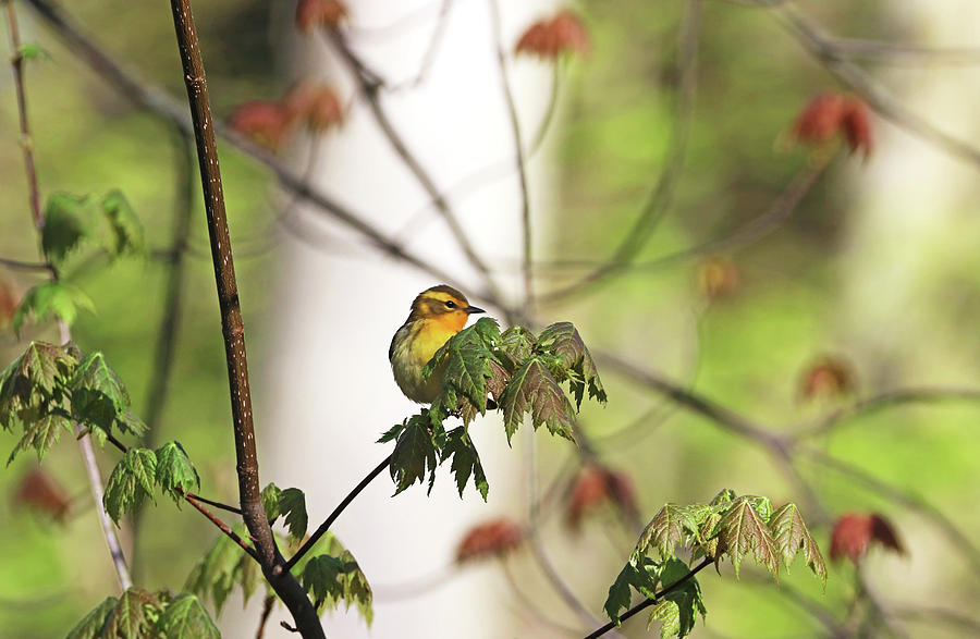 Female Blackburnian Warbler Photograph