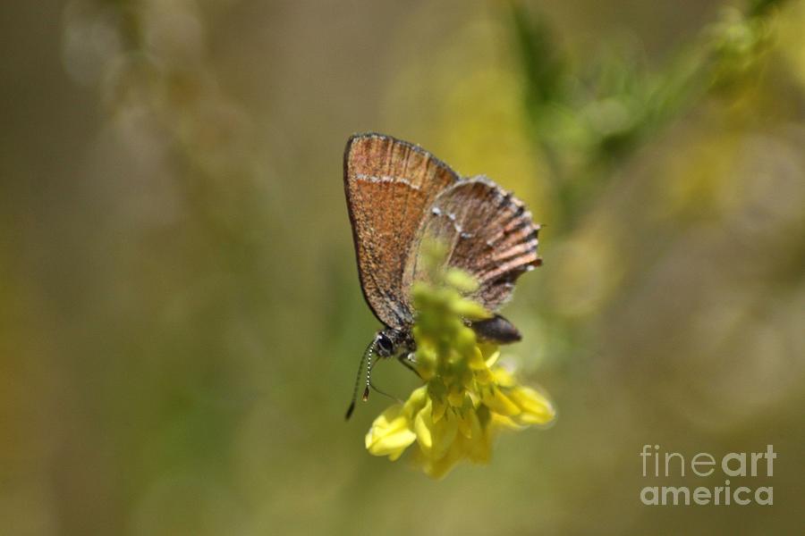 Butterfly Photograph - Female Blue Butterfly In Yellow 058 by Mrsroadrunner Photography