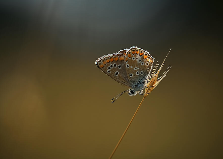 Female Blue Photograph By Stuart Williams - Fine Art America