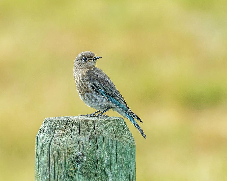 Female Bluebird Chick Photograph by Yeates Photography
