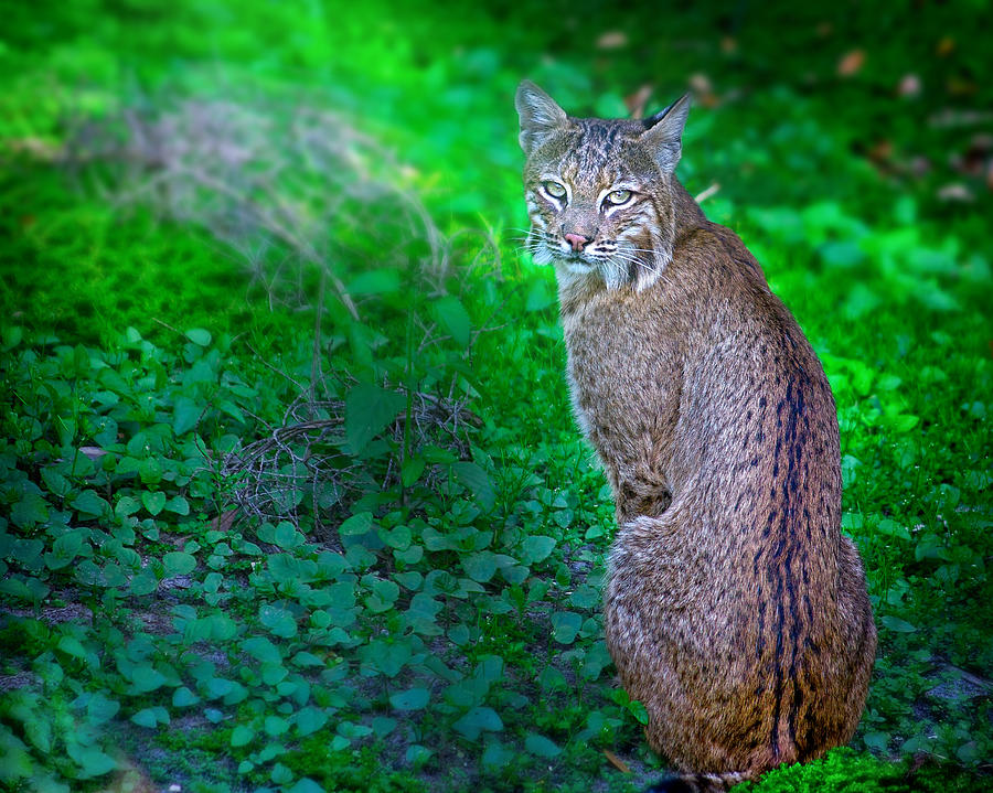 Female Bobcat Photograph By Mark Andrew Thomas 9085