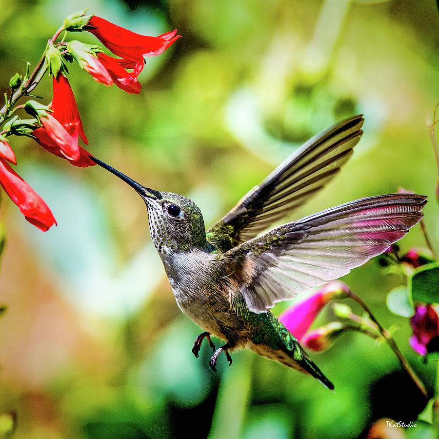 Female Broadtail Feeding Photograph by Tim Kathka